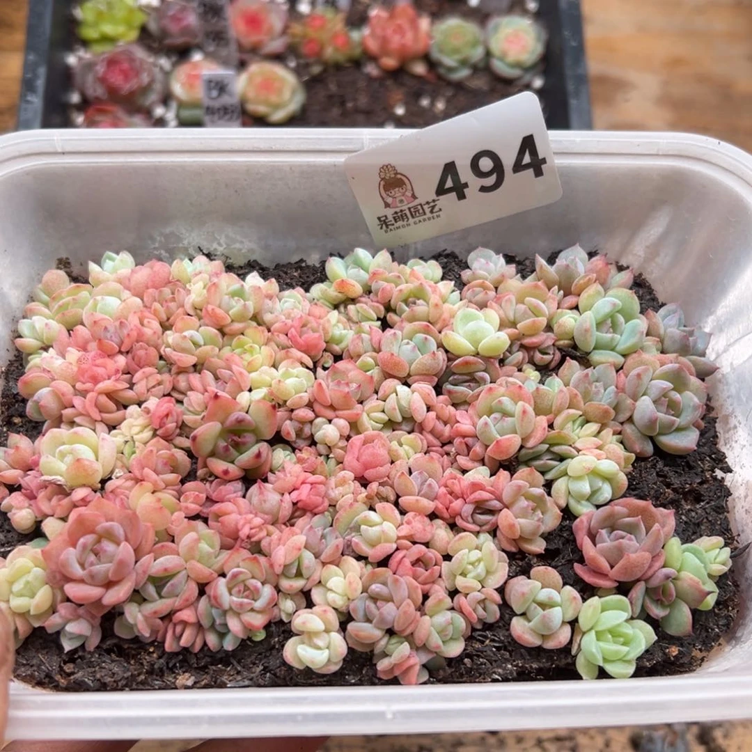 多肉植物多肉植物