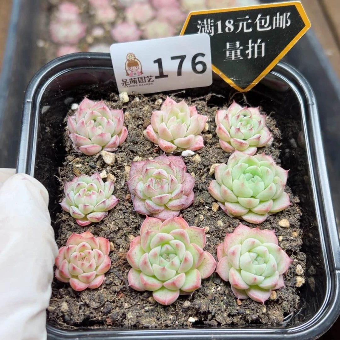 【闪购商品】多肉植物