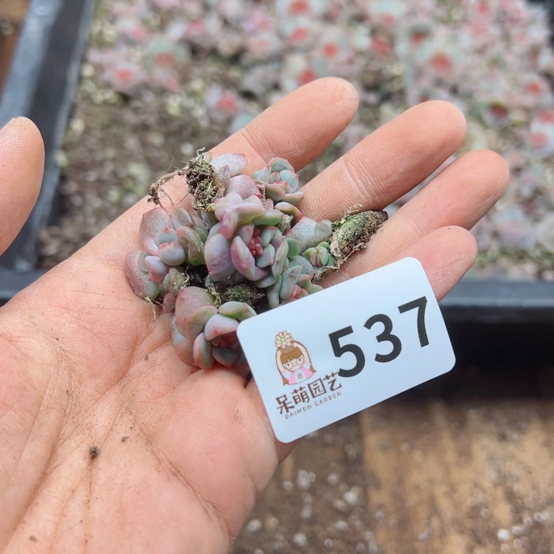 沐***?多肉植物多肉植物