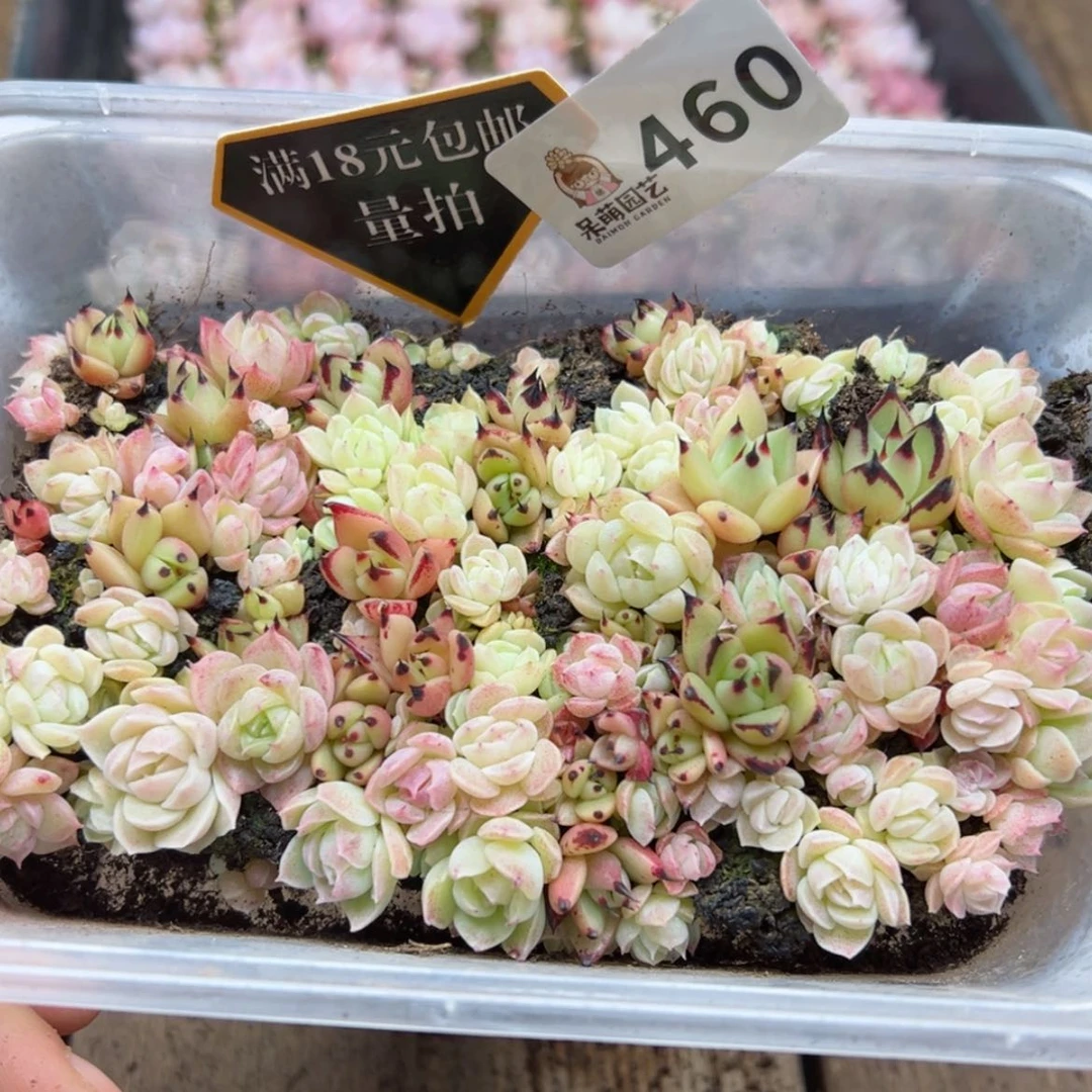 【闪购商品】多肉植物