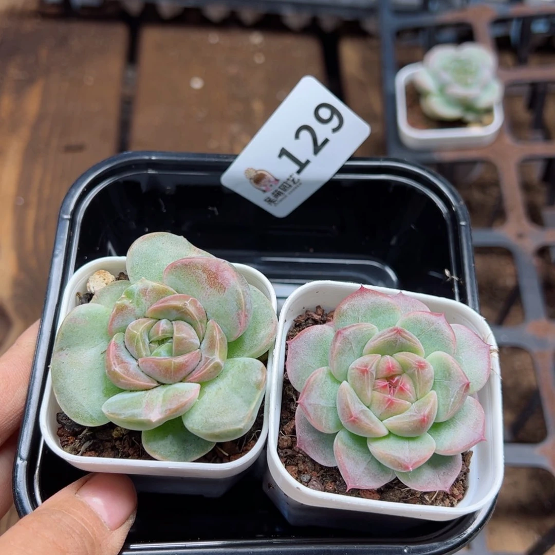 多肉植物多肉植物