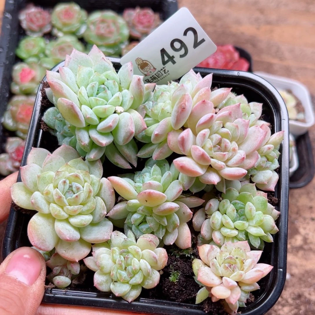 多肉植物多肉植物