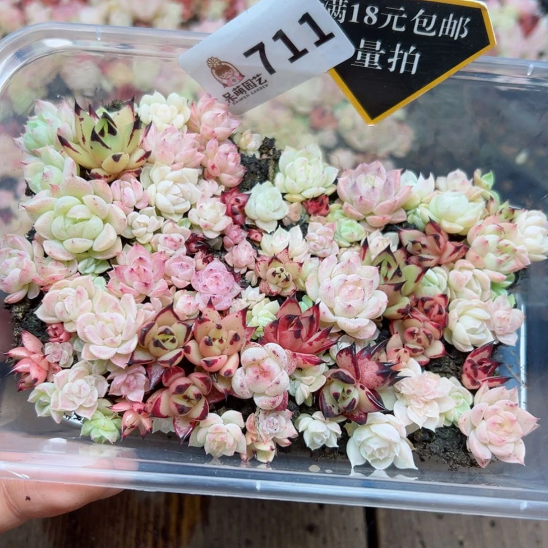 【闪购商品】多肉植物