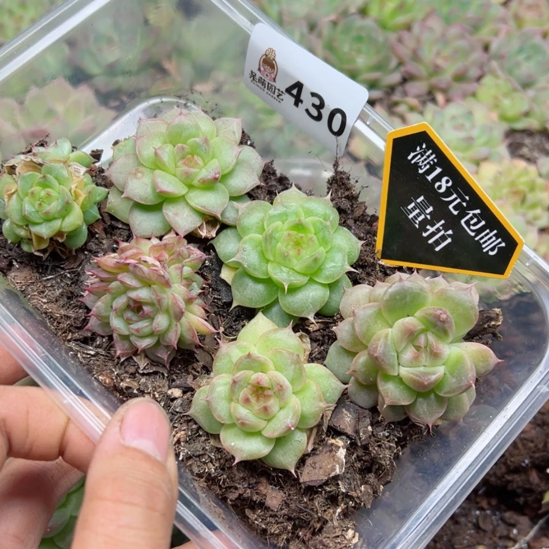 【闪购商品】多肉植物