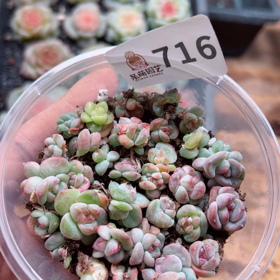 多肉植物多肉植物