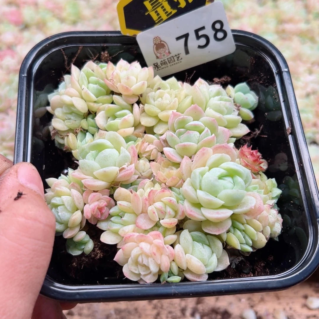 多肉植物多肉植物