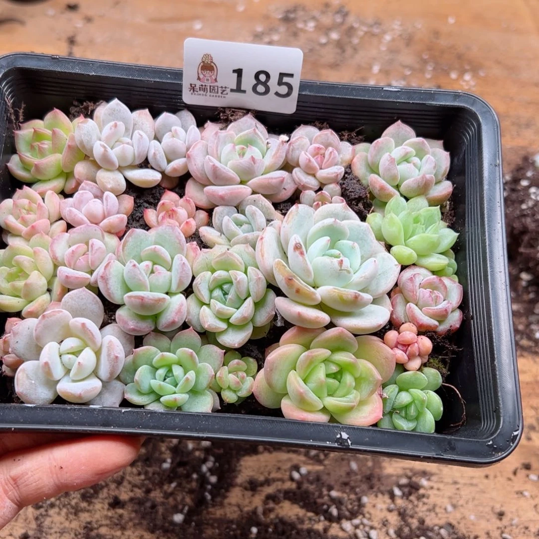 多肉植物多肉植物