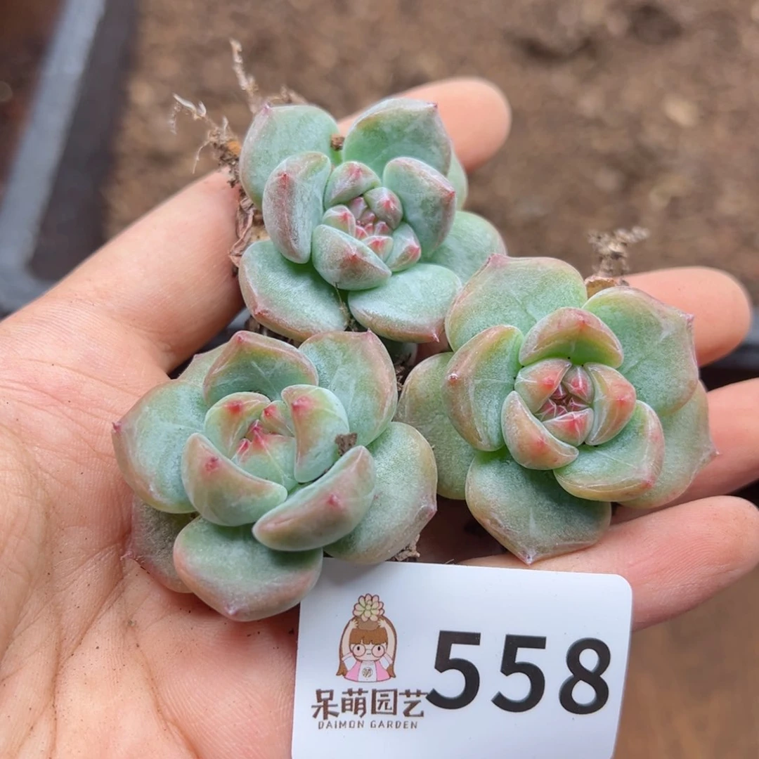 多肉植物多肉植物