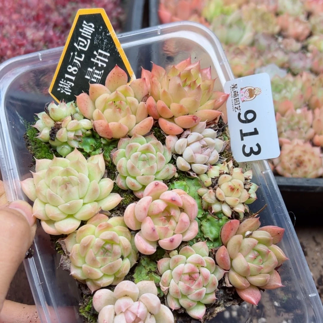 【闪购商品】多肉植物