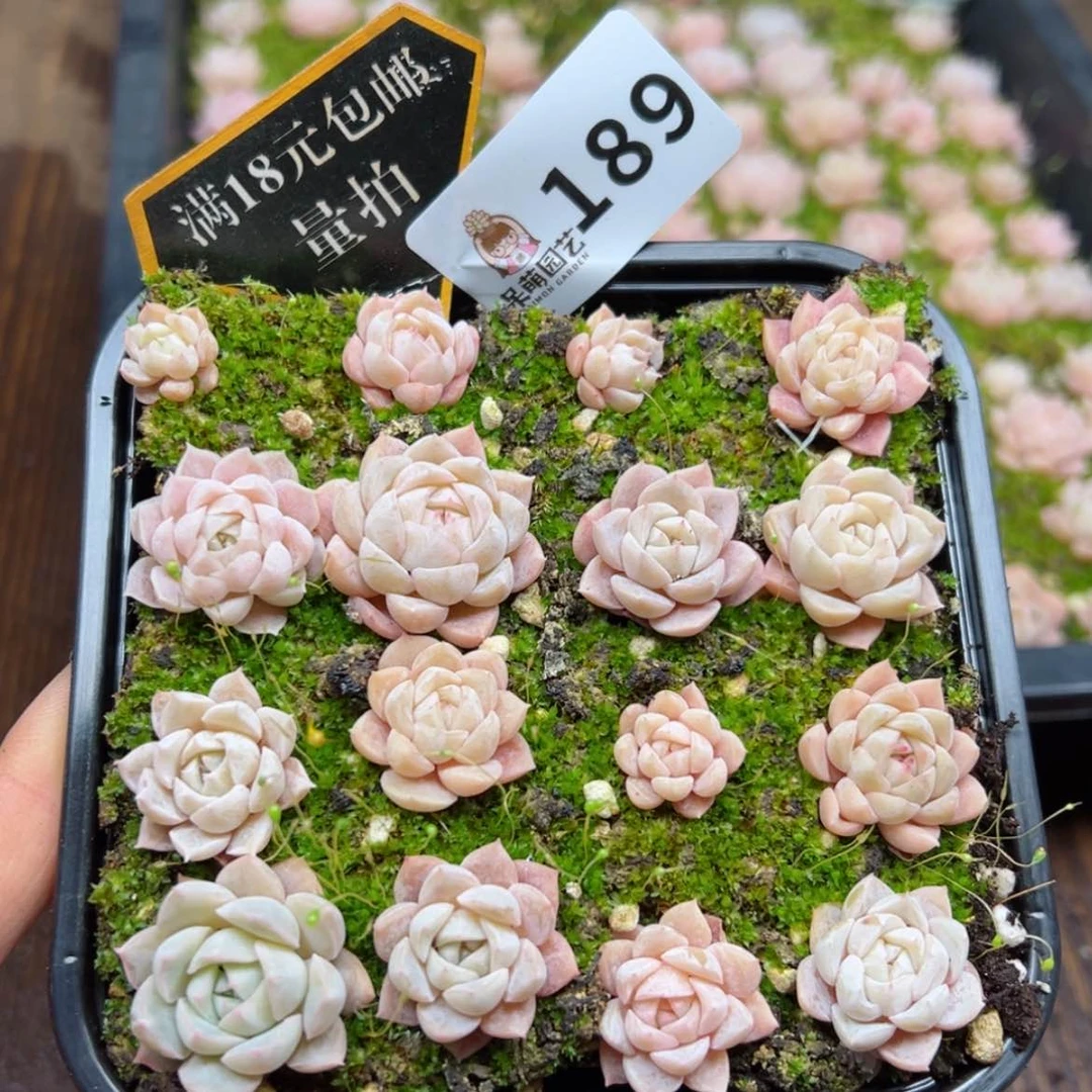 【闪购商品】多肉植物
