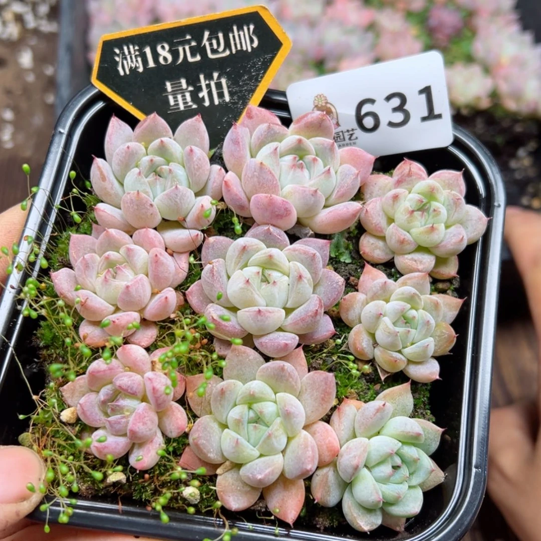 【闪购商品】多肉植物