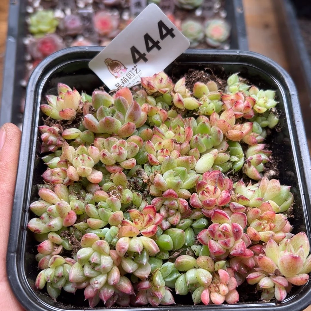 多肉植物多肉植物