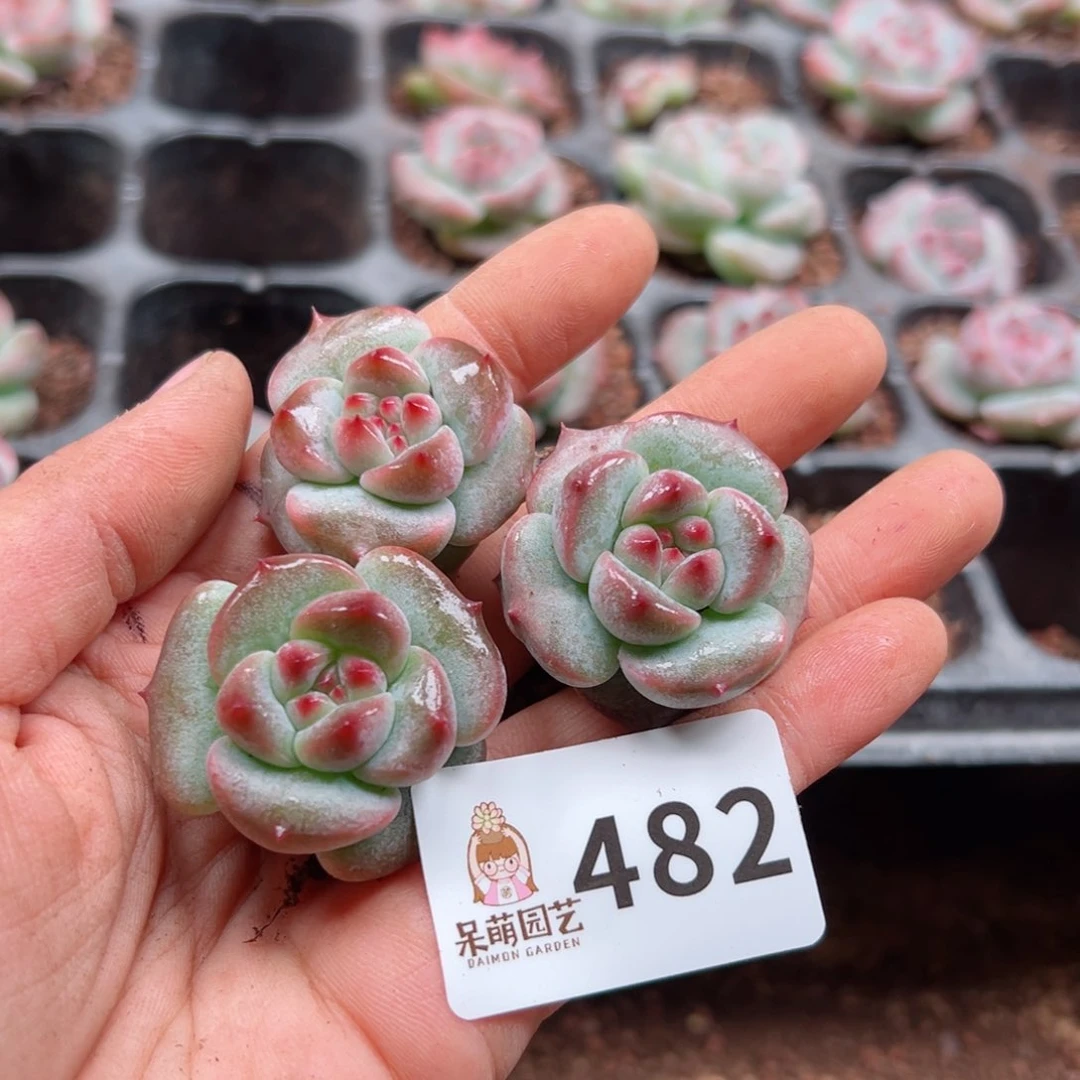 多肉植物多肉植物