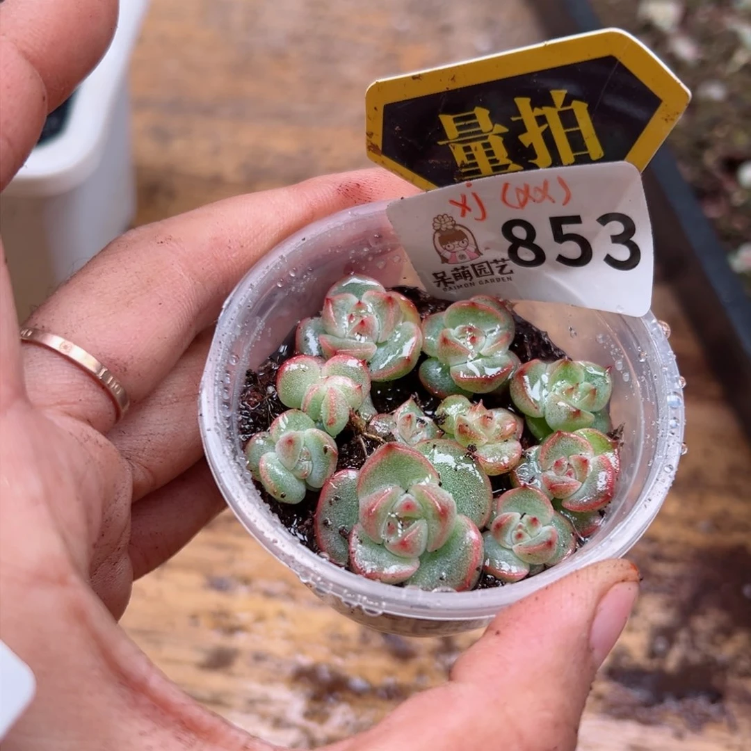 多肉植物多肉植物