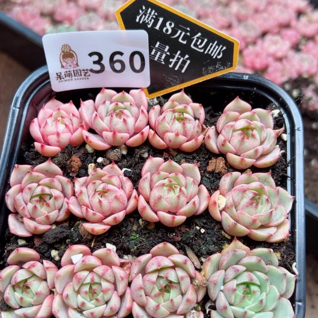 【闪购商品】多肉植物