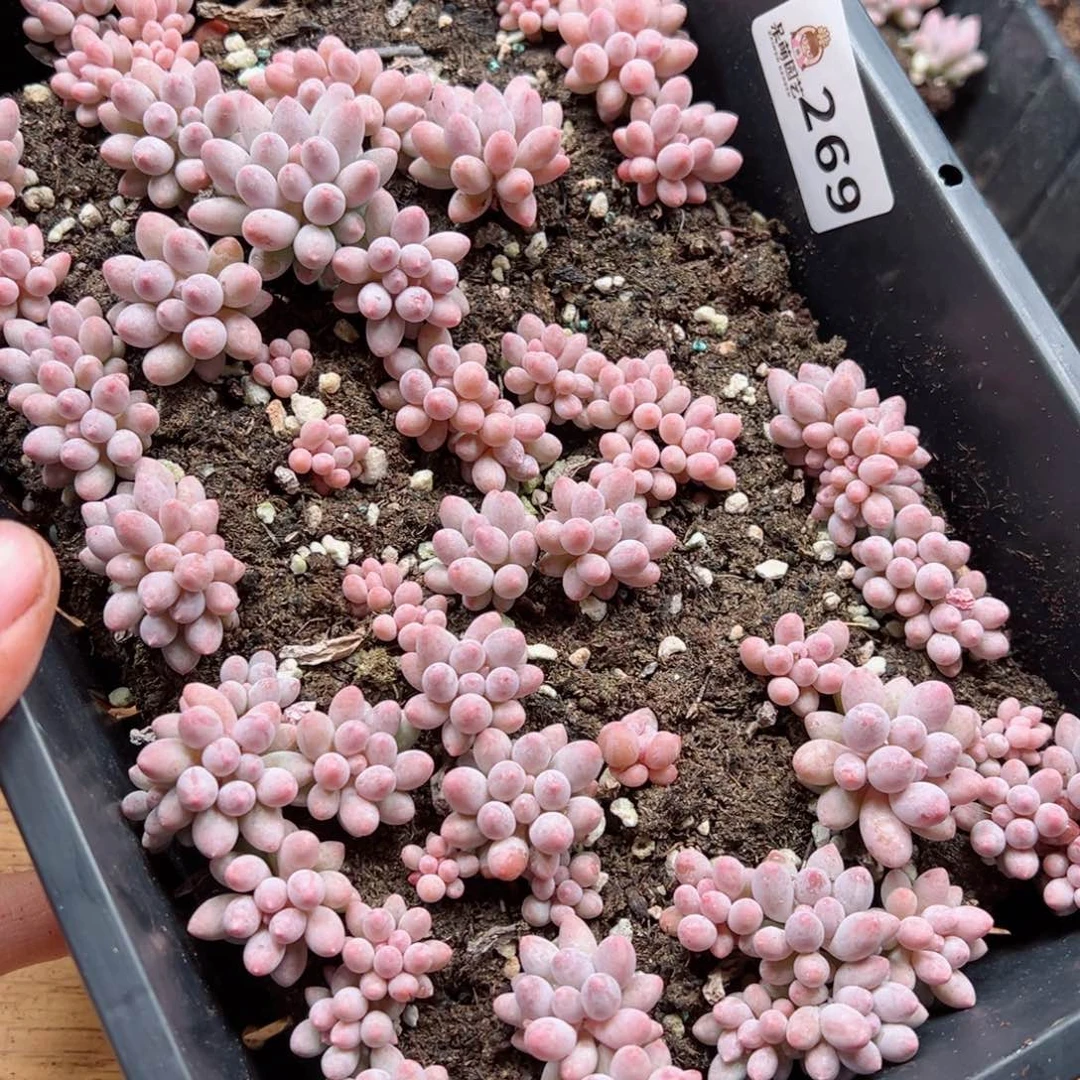 修****?多肉植物多肉植物