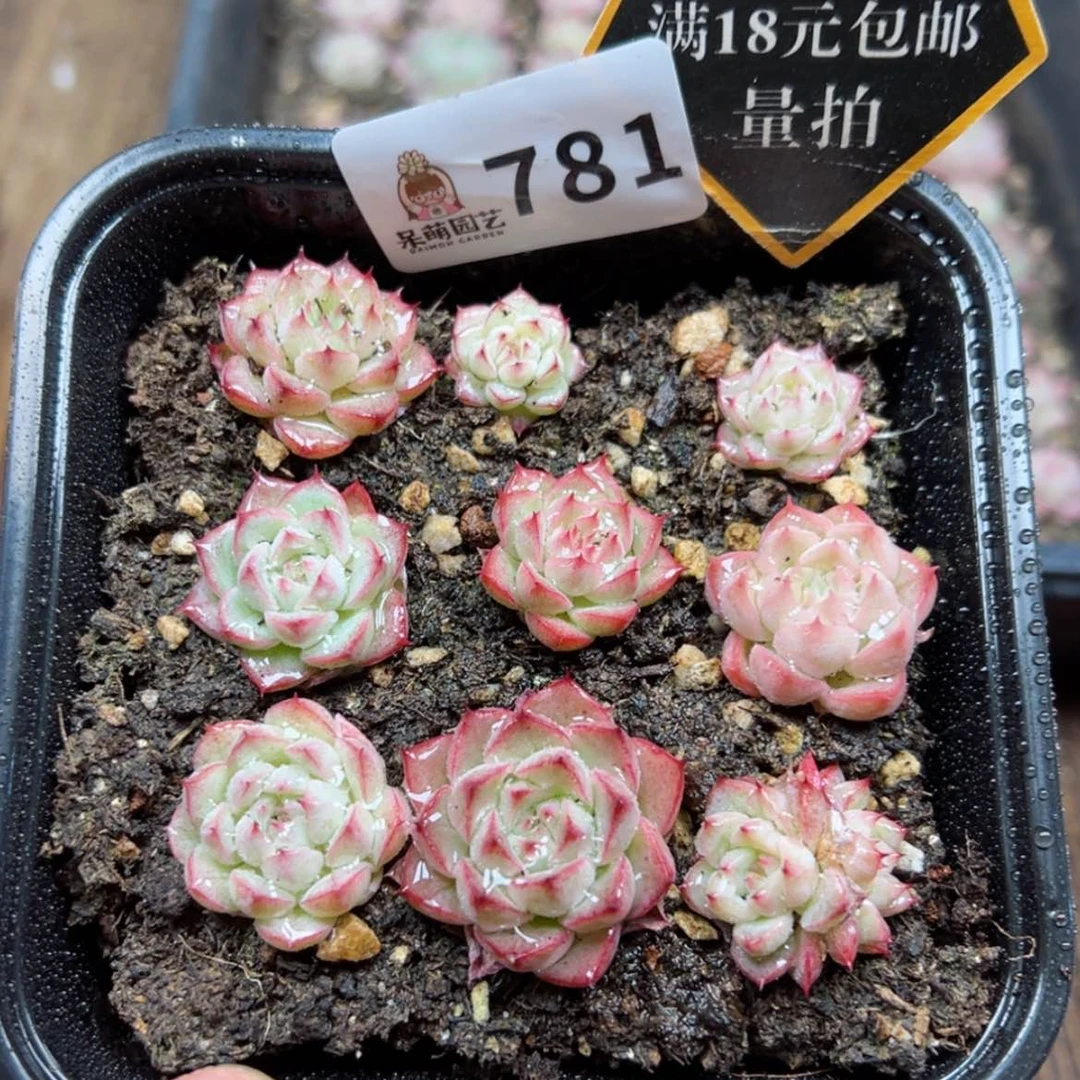 【闪购商品】多肉植物