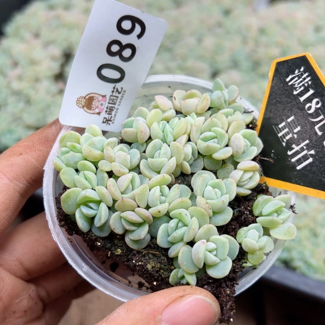 【闪购商品】多肉植物