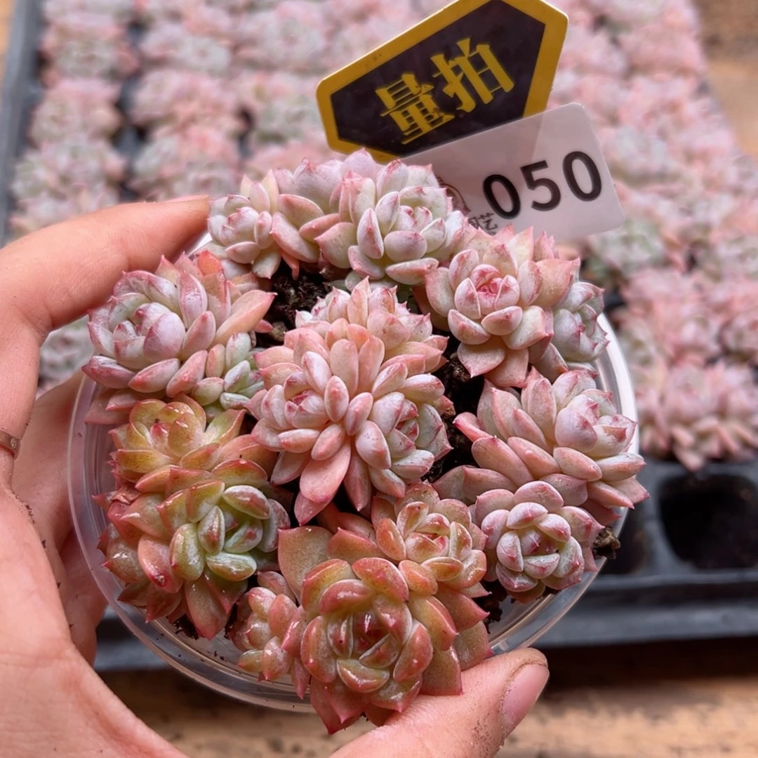 多肉植物多肉植物