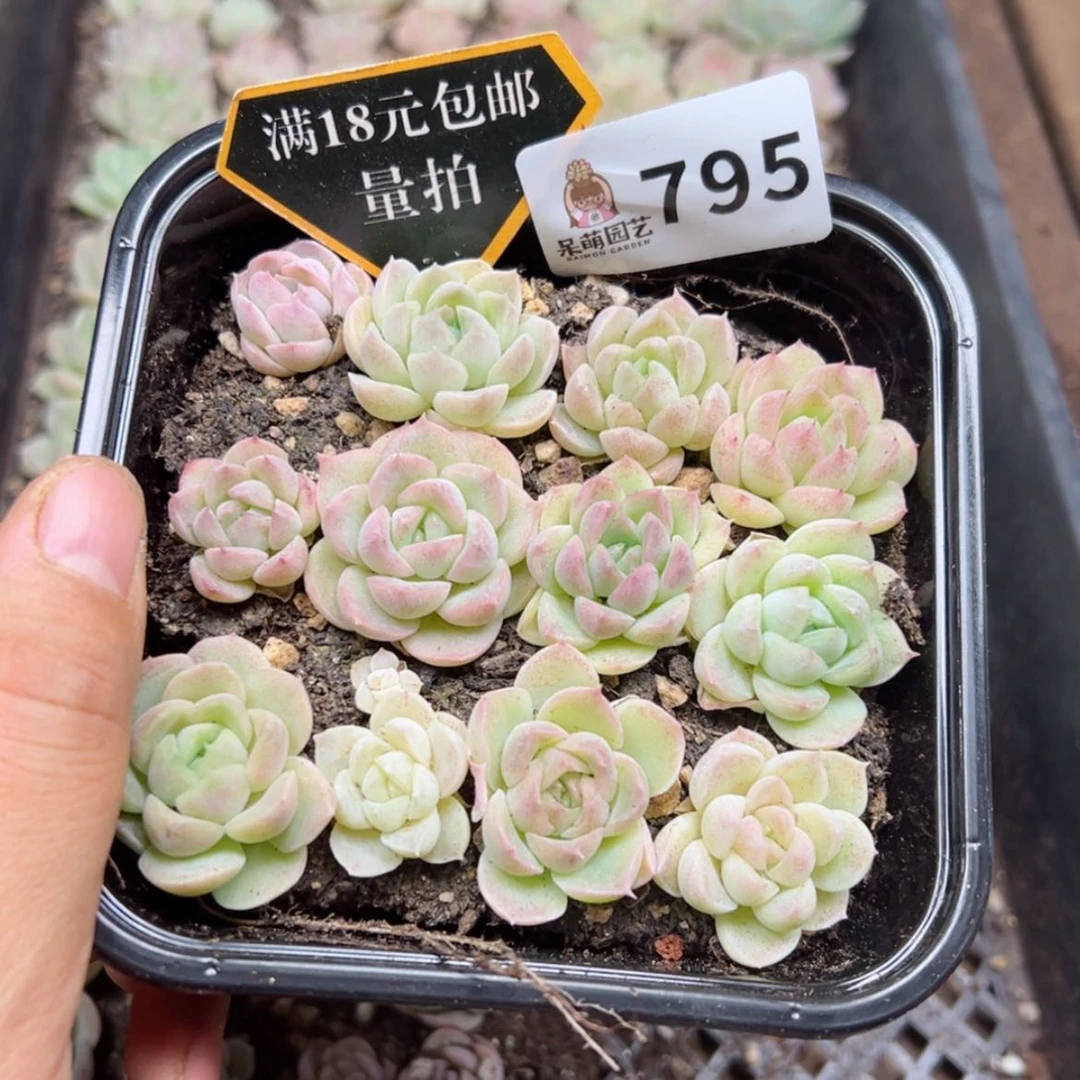 【闪购商品】多肉植物