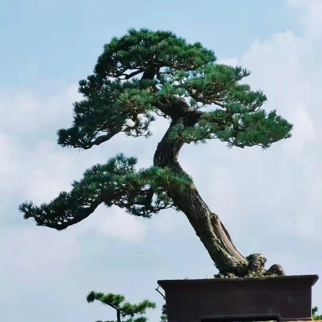 盆景素材 一物一拍链接