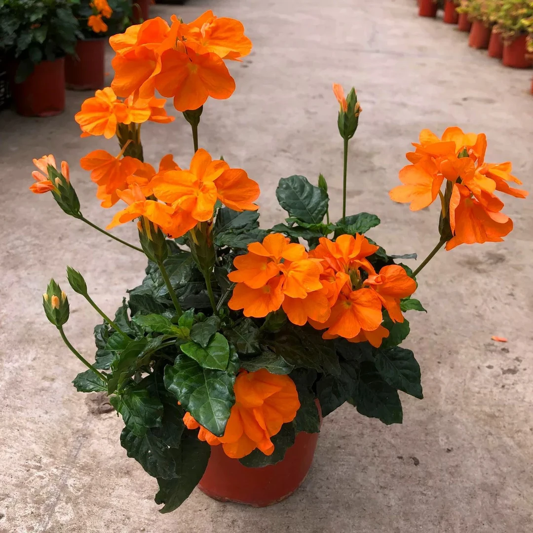 鸟尾花盆栽 庭院阳台多年生观花植物耐高温暴晒喜阳耐热花卉包邮