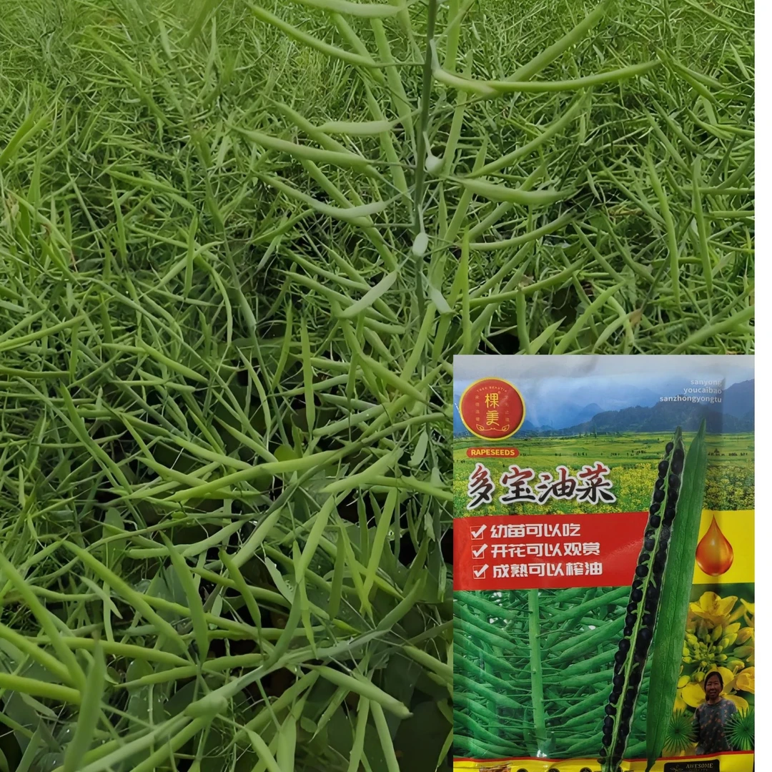 油菜种子 榨油油菜耐寒抗倒伏
