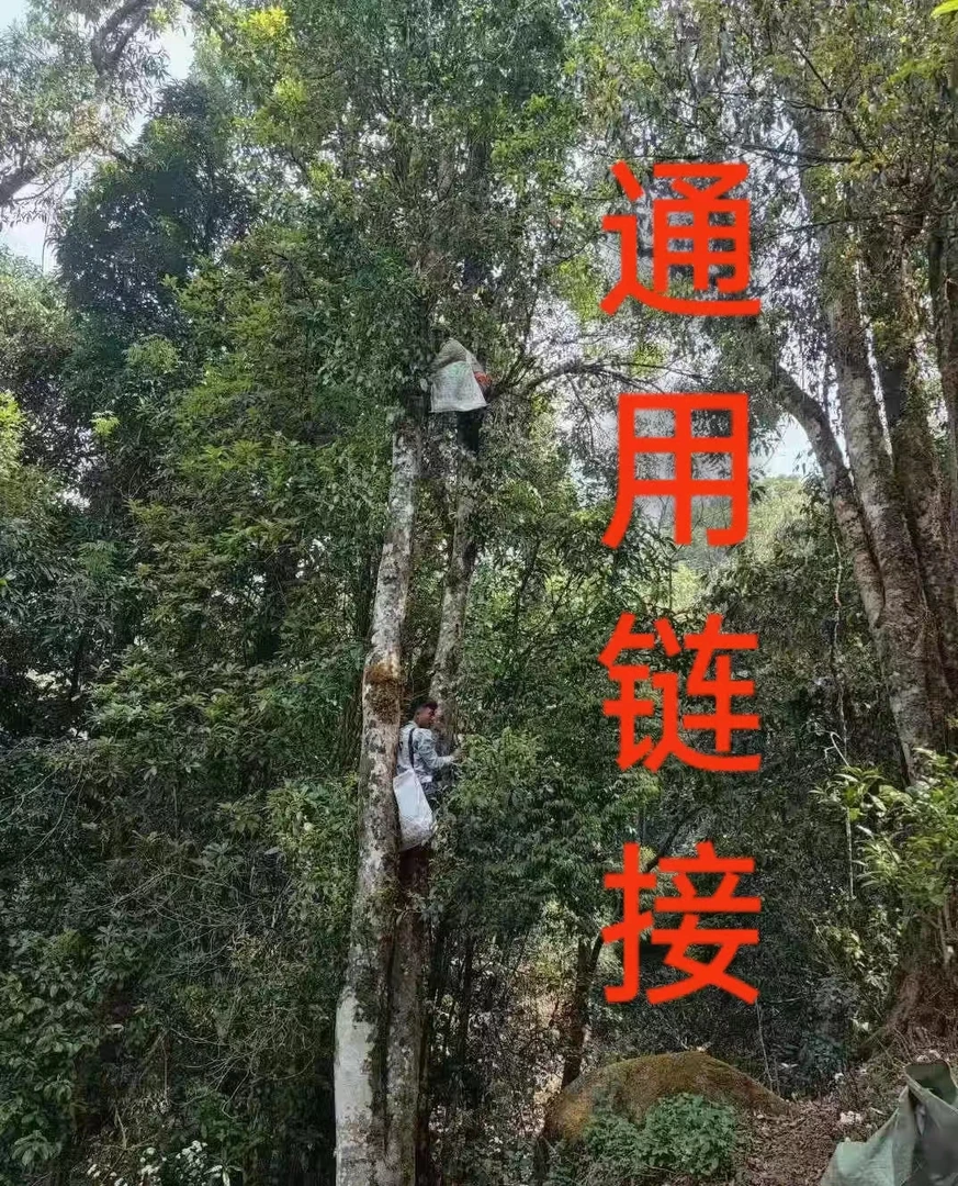 云南普洱茶散茶500g通用链接