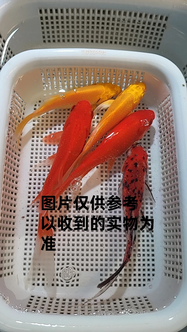 【14】8-10cm黄2红2兰1招财鱼锦鲤黄金风水冷水金鱼活鱼活体懒人鱼