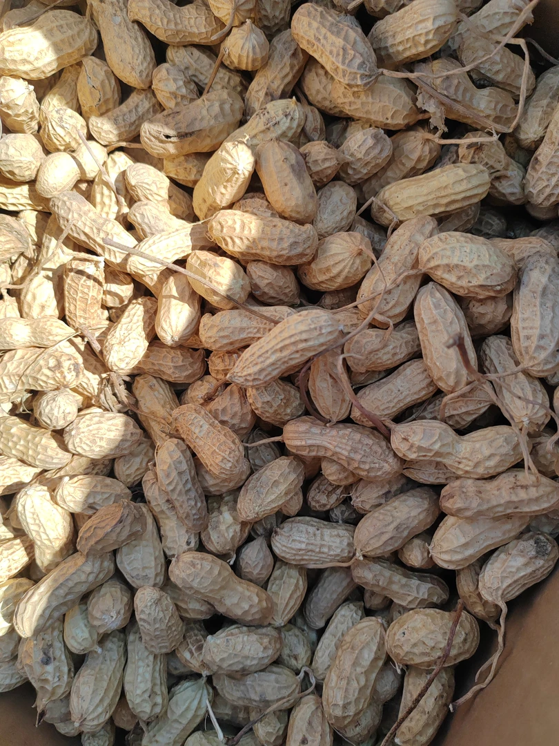 沂蒙山自己种的带壳花生