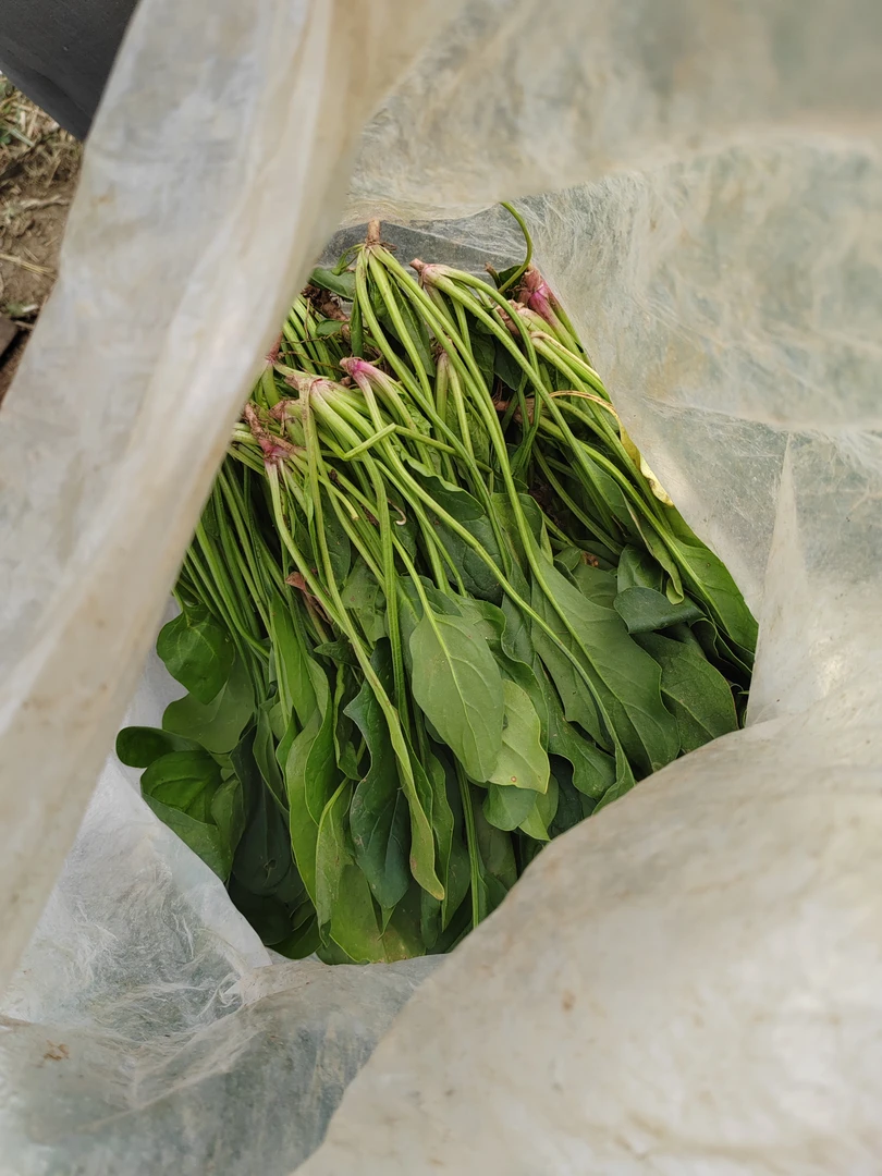 沂蒙山自己种菠菜