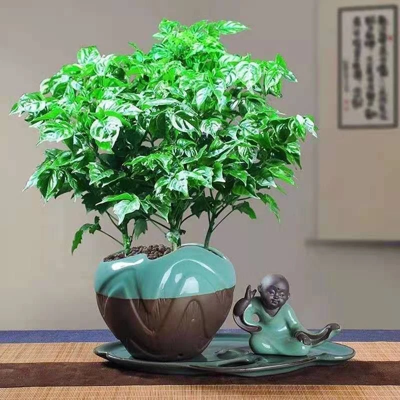 幸福树盆栽绿植平安树肥料室内客厅好养活净化空气吸甲醛植物耐寒