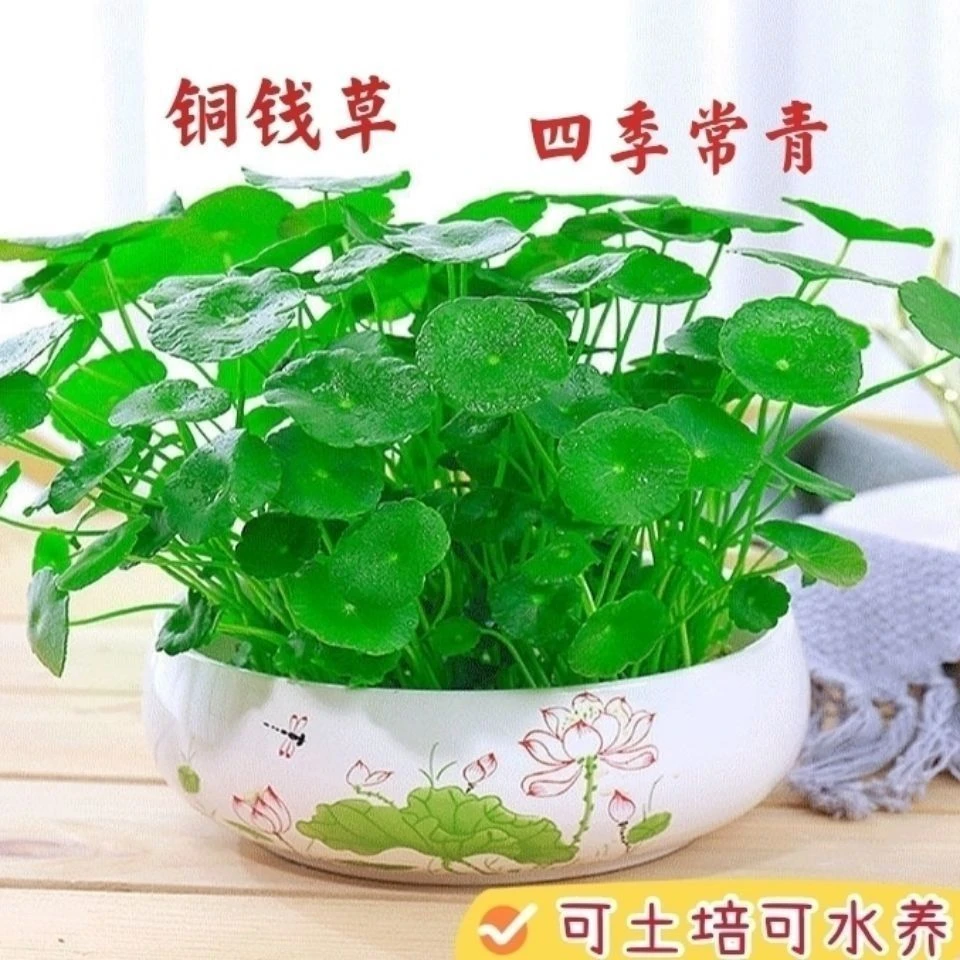 铜钱草土培水培植物办公室桌面盆栽金钱草花卉室内水养绿植吸甲醛