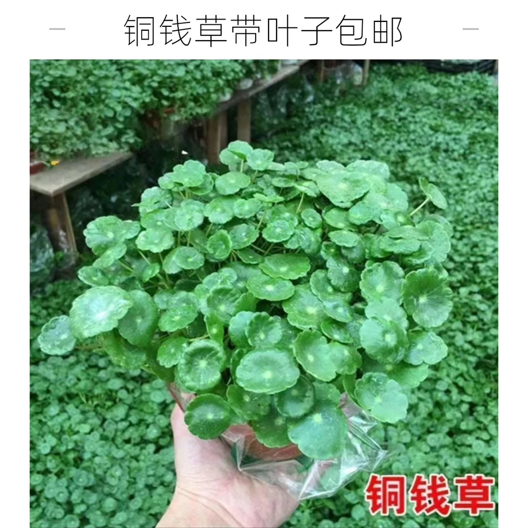 铜钱草盆栽带叶水培植物办公室桌面绿植趣味花卉