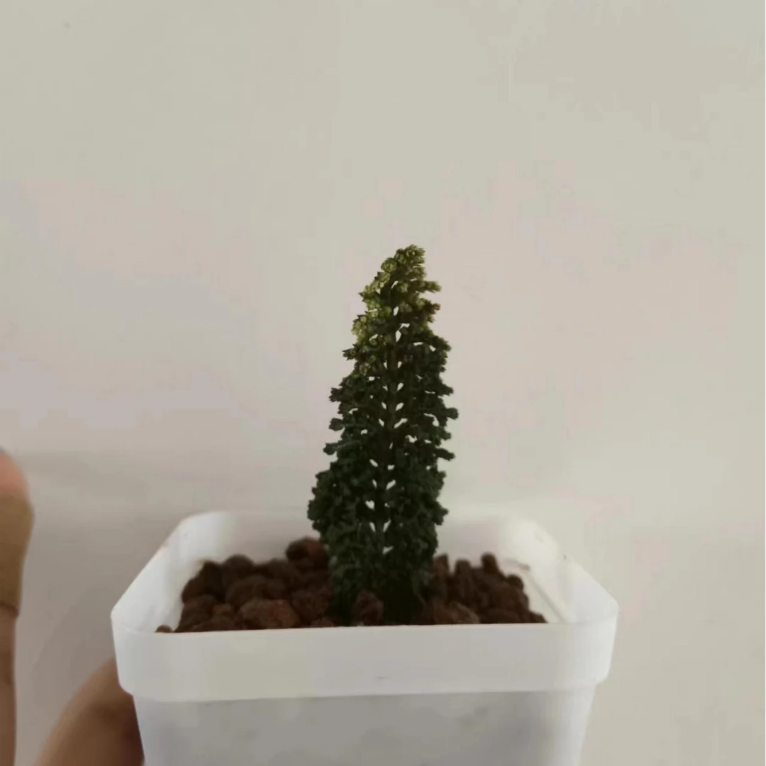 初雪石化桧小苗下单随机发货