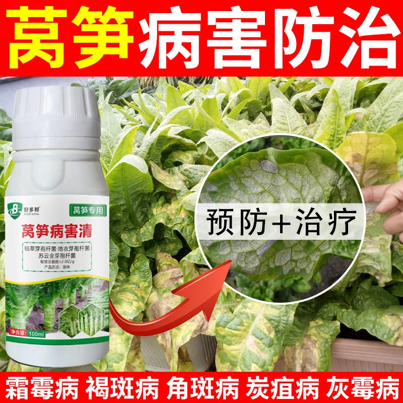 莴笋病害清专用病害清莴笋病菌清病轮纹褐斑霜霉菌核水溶抗逆