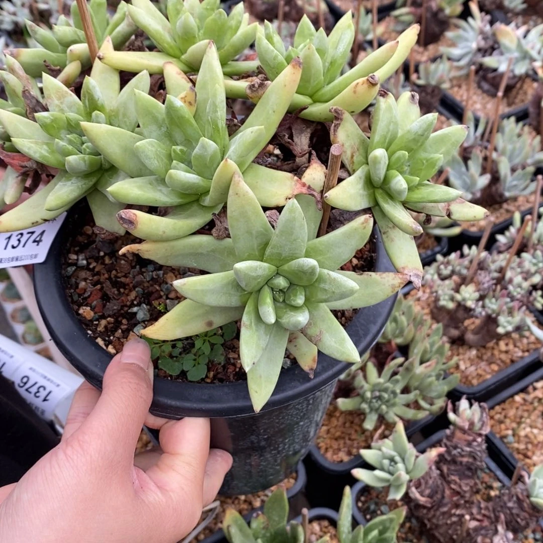 方**正1374寄养哈哈哈哈哈哈哈哈