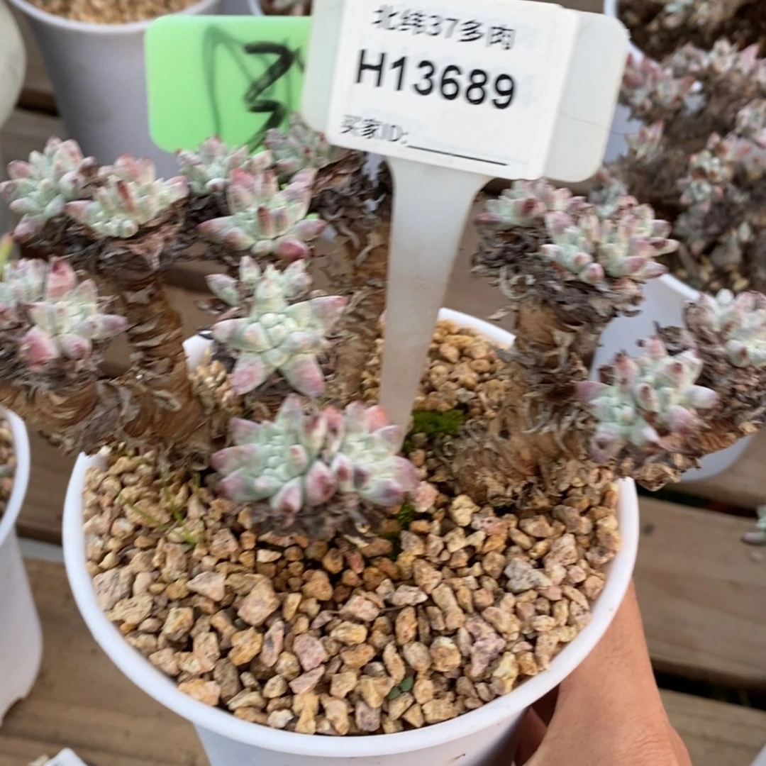 白菊三十八头哈哈哈哈哈哈