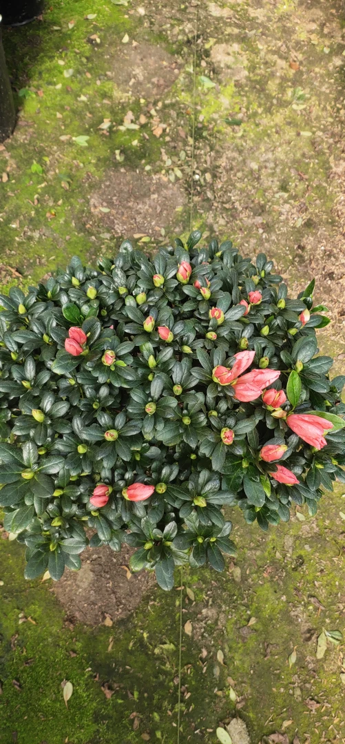 杜鹃花盆栽樱桃红花卉植物室内室外四季开花带花苞四季开花
