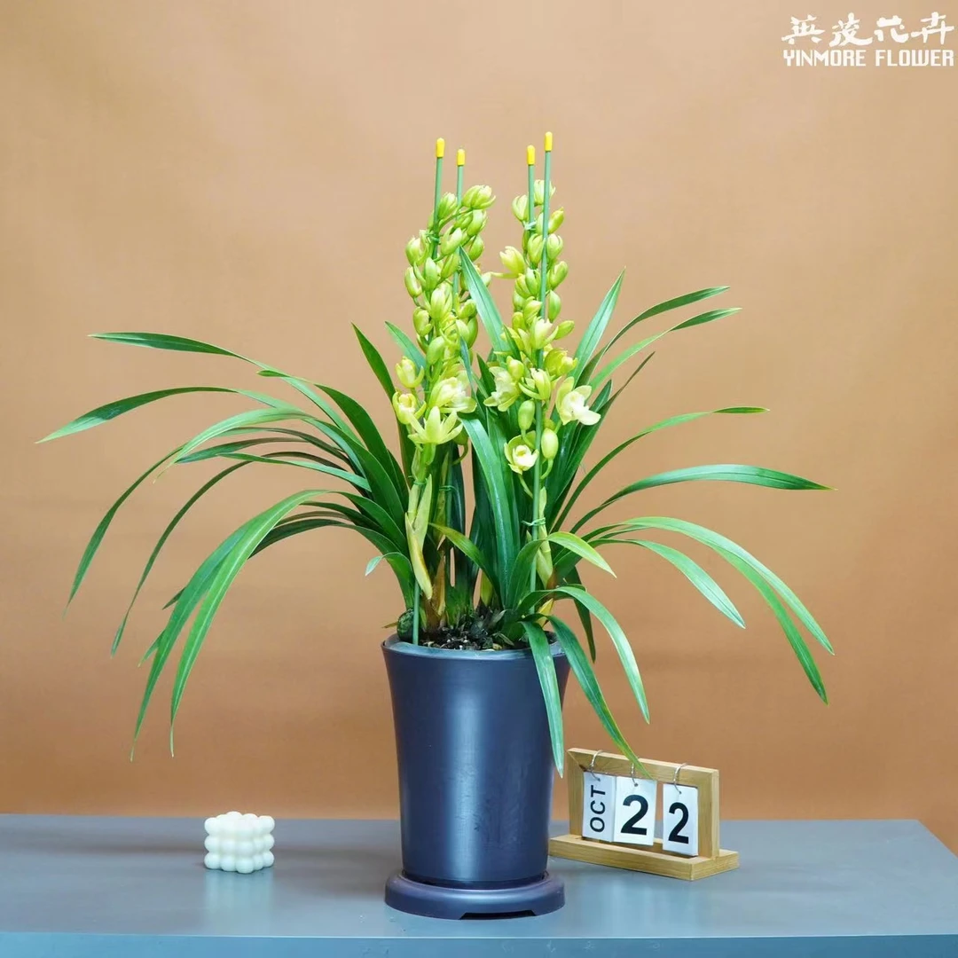 英茂大花蕙兰【VG101】兰花带花苞基地开花施肥生长颜值精品家居