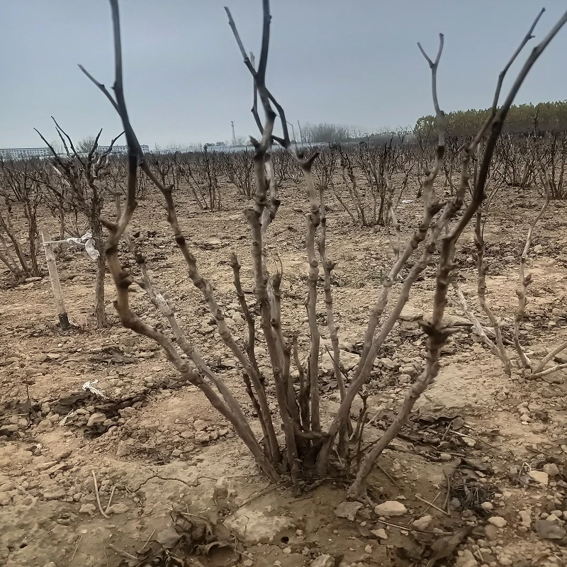 菏泽牡丹老桩基地直播拍苗