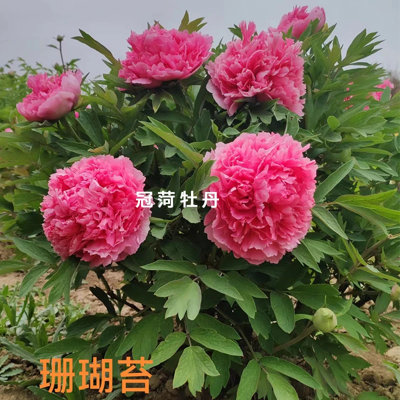 珊瑚苔，牡丹花苗庭院盆栽花卉