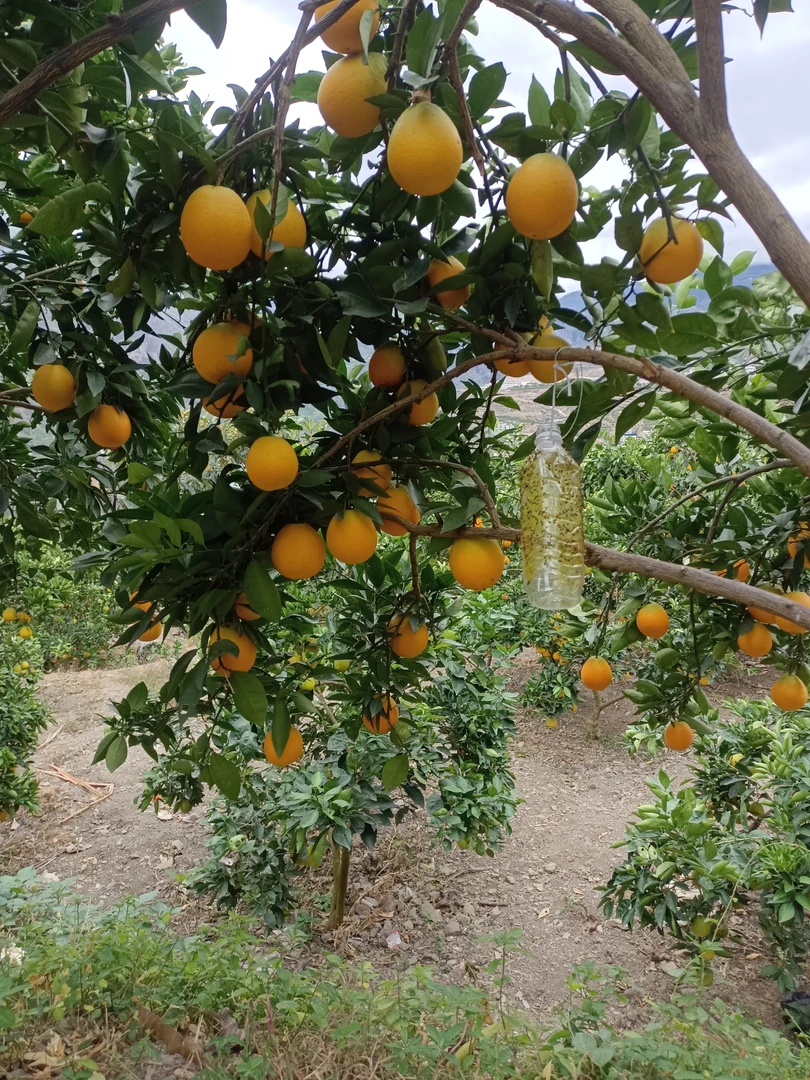 自然成熟，产地现摘现发，