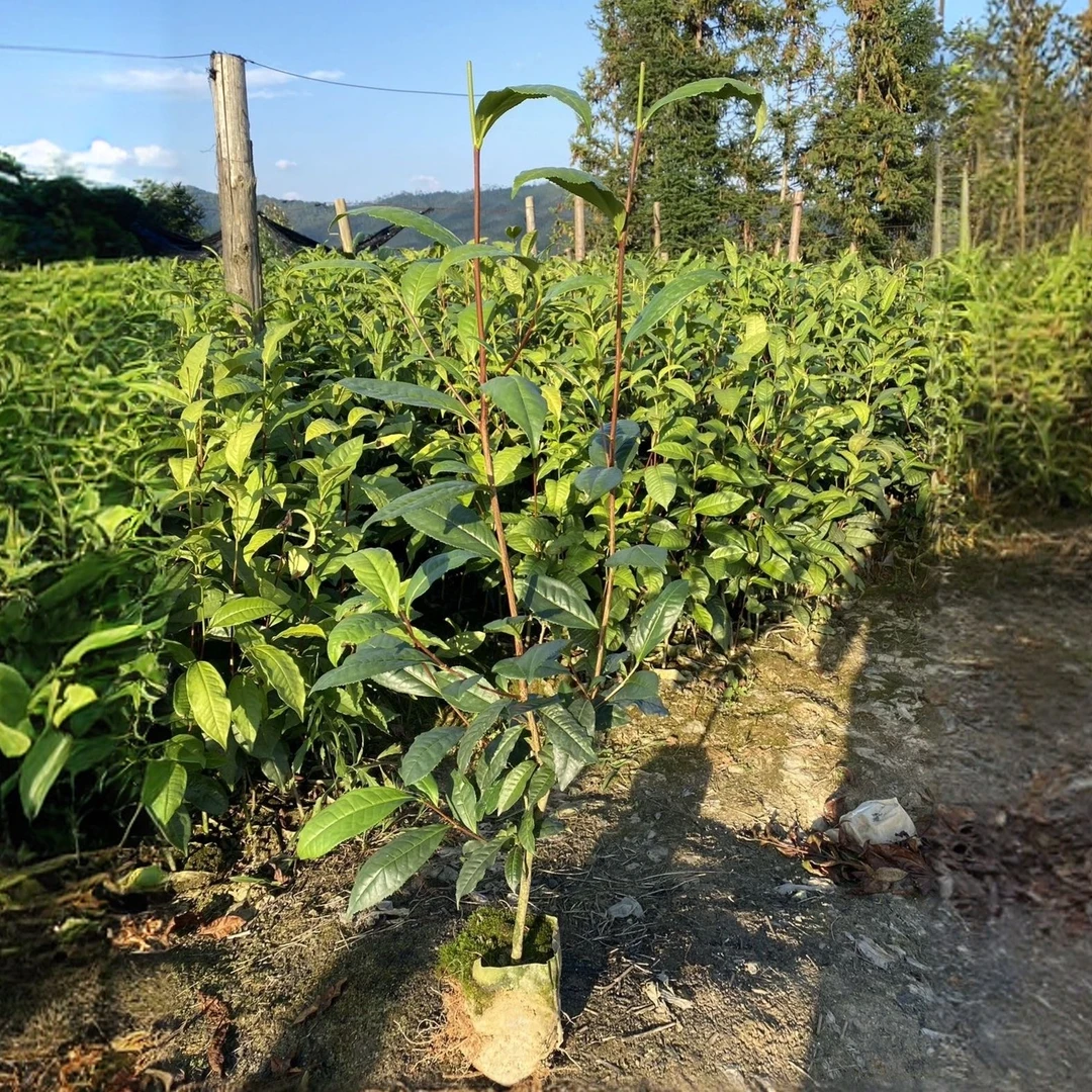云南大叶种茶树苗一物实一物竞拍链接