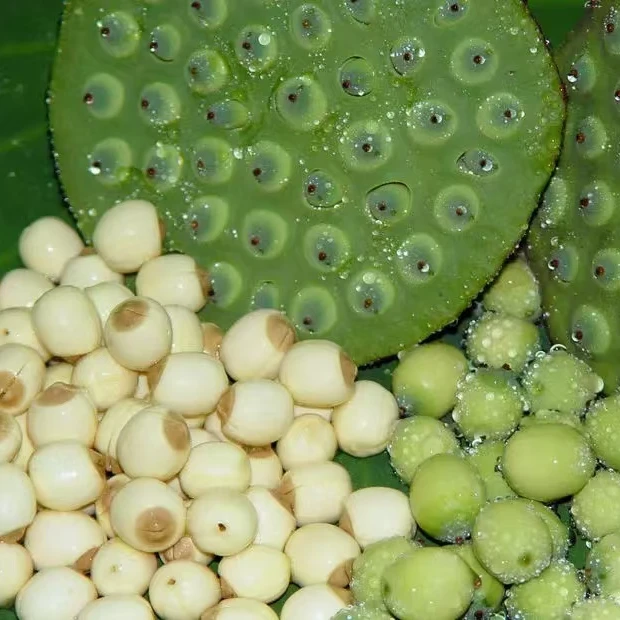 重庆彭水善感 莲子