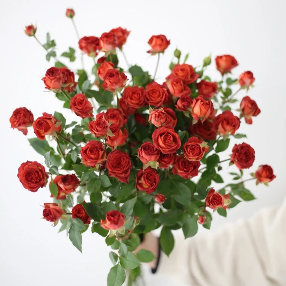 【巧克力泡泡】云南基地直发鲜切花巧克力多头玫瑰节日温暖氛围装饰