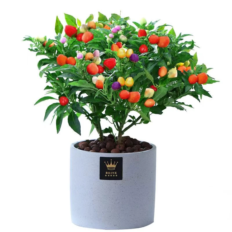 【五彩椒2颗】夏季种植室内室外卧室栽种