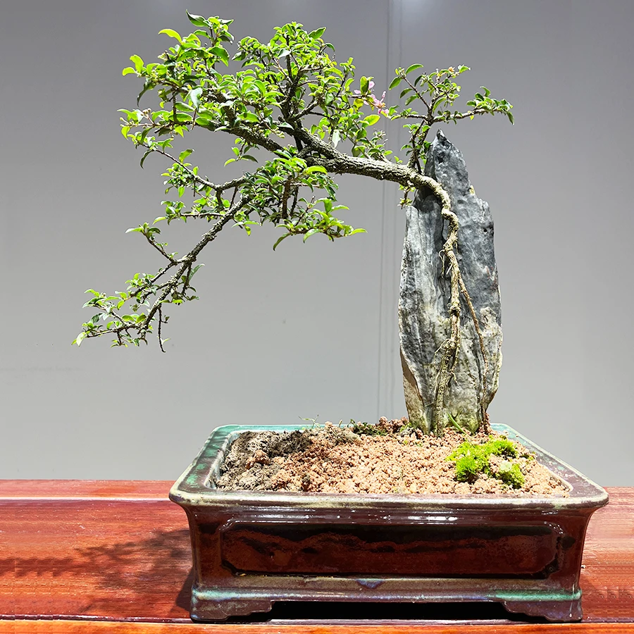 李氏樱桃植物盆景  室内植物盆景
