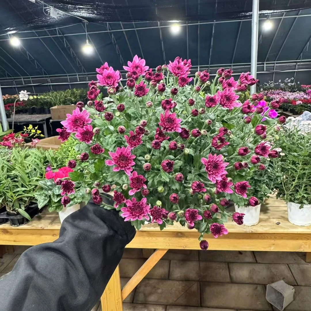 【李先生】景观菊（玫红色）室内高档观赏花