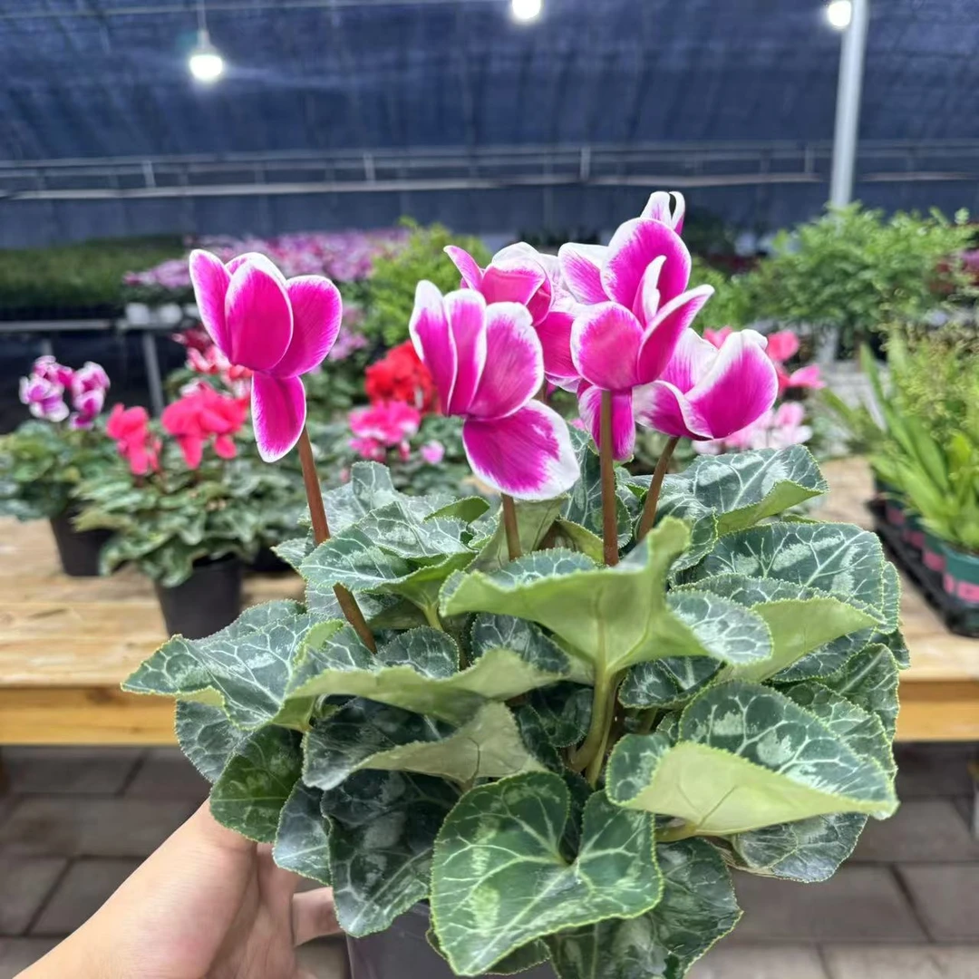 【李先生家】（白盆梦幻）F1一代大花仙客来营养土盆栽 直播间为准